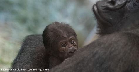Zookeepers Get Surprise When Male Gorilla Gives Birth The Animal