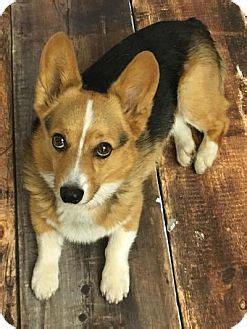 To save german shepherds & welsh corgis. Cokato, MN - Pembroke Welsh Corgi Mix. Meet Norman, a dog ...