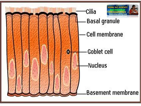 They both differ because an animal cell includes more organelles which are: SONU ACADEMY: ANIMAL TISSUES- EPITHELIAL TISSUE-TEXT