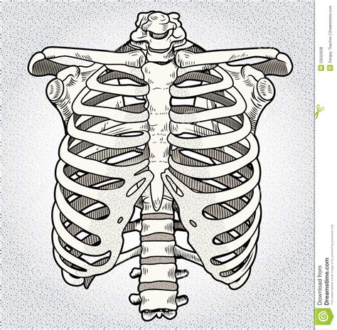 So is part of the heart, the thymus, and many blood vessels. Ribcage illustration stock. Illustration du anatomie ...