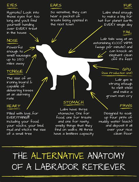The Anatomy Of A Labrador Retriever In 2021 Bird Dogs Breeds Fur