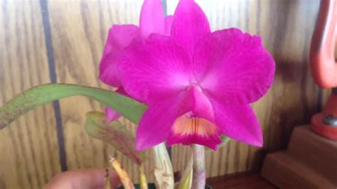 If you're wondering about orchids and cats as well as if they are toxic or potentially deadly the answer is no! Cattleya Orchid Care / My New Cat Orchid ...