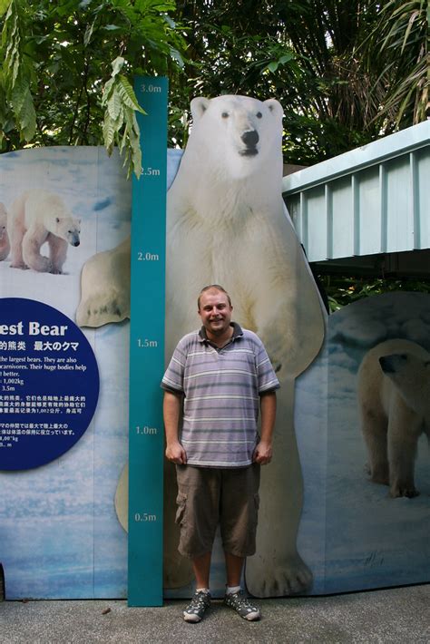 What color is a polar bear's skin? Polar Bear size comparison - they are BIG | domfells | Flickr