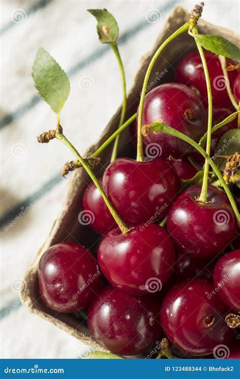 Raw Red Organic Tart Cherries Stock Photo Image Of Food Nutrition
