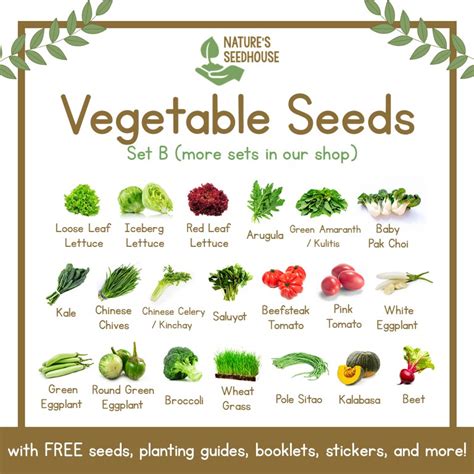 Vegetable Seeds Collection Set B ——— More Vegetables Seeds In Set A