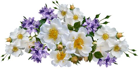 4 무료 Babianas And 꽃들 이미지 Pixabay