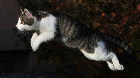 european shorthair cat cat breed information  dutiful cat
