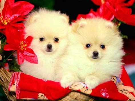 Cute Puppies And Dogs Images ~ Allfreshwallpaper