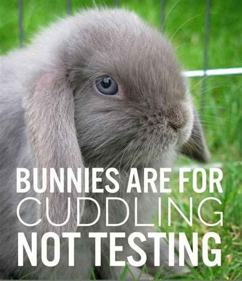 New Zealand bans Cosmetic testing on Animals – Tribune International