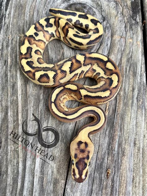 Leopard Super Stripe Ball Python By Hilton Head Exotics Morphmarket