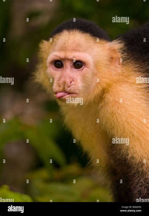 Panamá Mono Capuchino Cebus Capucinus En El Parque Nacional