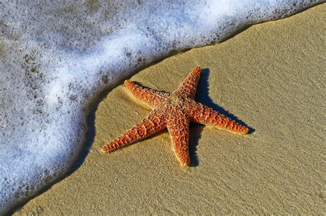 Estrela do Mar características e curiosidades SoS Curiosidades