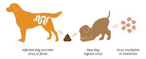Canine Parvovirus Symptoms Treatment And Prevention