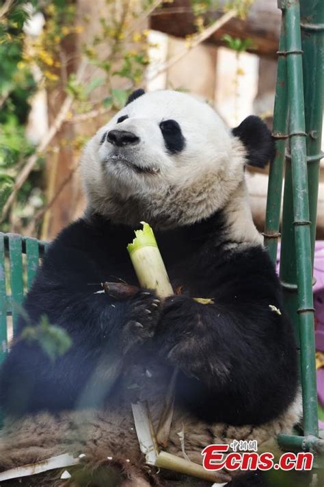 Giant Panda Meng Lan Attracts Crowds To Beijing Zoo