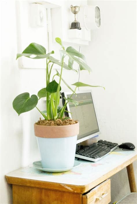 Best Plants For Your Office Desk