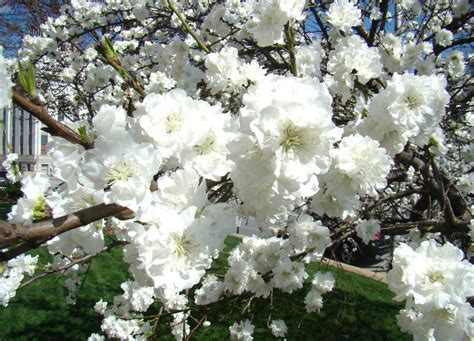 Consumer Qs Flowering Peach Grown For Ornamental Reasons Features