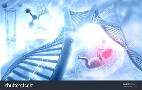 1357 Fetus Dna Images Stock Photos And Vectors Shutterstock