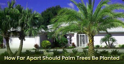 How Far Apart Or Close To Plant Palm Trees Ideal Distance