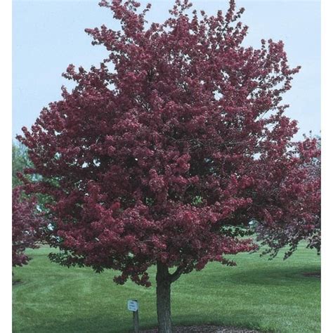 Bright red fruit adorns the branches well into winter, long. 1-Pack Pink Adams Crabapple Flowering Tree in Pot (With ...