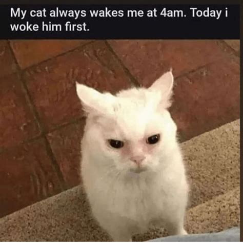 Purrfectly Relatable Cat Memes That Capture Life S Frustrations I