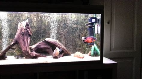 Oscar Cichlid Aquarium Tank Youtube