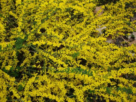 Plastic orange jasmine bush new: Plant ID forum→Help in ID of his beautiful yellow ...