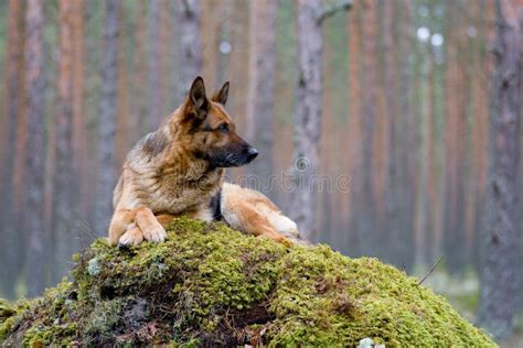 Deutschland Sch Ferhund Der In Garten Legt Stockfoto Bild Von Nave Beweglich