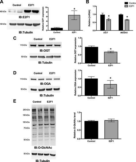 E2f1 Suppresses Ogt And Oga Mgea5 Expression E2f1 Was Overexpressed