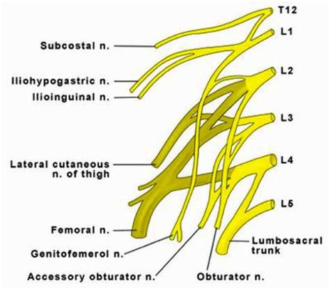 Femoral Nerve Anatomy Orthobullets