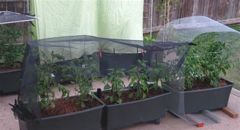 3 Sun Protection Techniques For Plants Hirerush