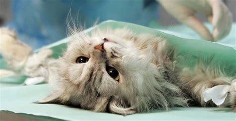 Кастрация кота с выездом на дом в Москве и России, цены