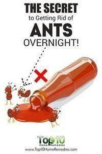 How to get rid of ants overnight uk. The Secret to Getting Rid of Ants Fast and Naturally ...