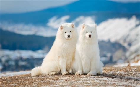 Download Wallpapers Samoyeds White Fluffy Dogs Siberia Lovely White