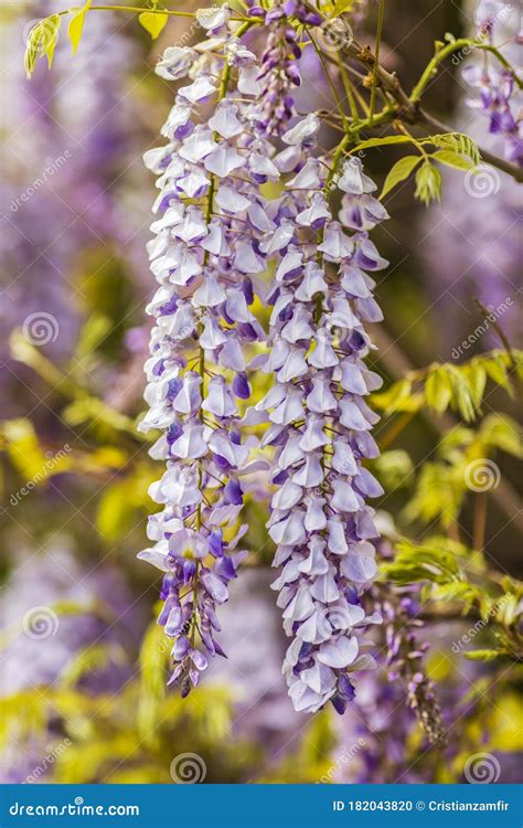 Purple Wisteria Flowers Stock Photo Image Of Floral 182043820