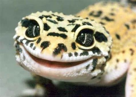 The Ridiculously Happy Gecko Test Smiling Animals Happy Animals
