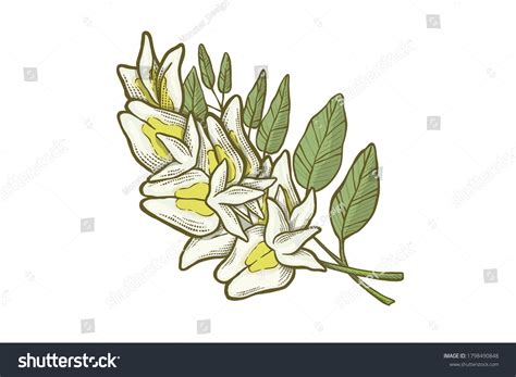 Acacia Flowers Vector Illustration Hand Drawn Vetor Stock Livre De