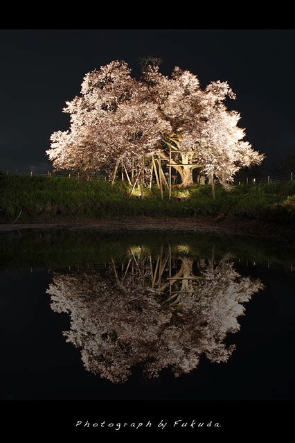 Night Cherry Blossoms View On Black Tatsuya Fukuda Flickr