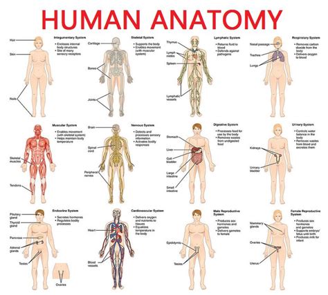 There are organisms which change from single cells to whole organisms: Full Picture Real Human Body | Full Human Body Diagram ...
