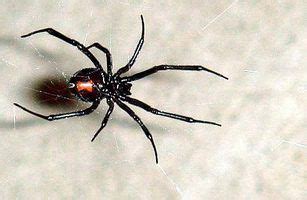 Their bite in humans is not fatal since the quantity of poison injected is insufficient to cause death. Types of Poisonous Spiders | Black widow spider, Spider ...