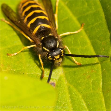 Vespid wasps are social wasps sometimes known as paper wasps since they make nests of a (yellow jacket have black antennae). Wasp Warming | A wasp enjoys the morning sunshine ...