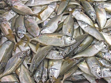 Fresh Fish Stock Image H1104009 Science Photo Library