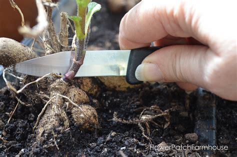 Propagate Dahlias From Cuttings Flower Patch Farmhouse