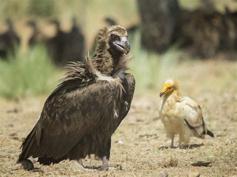 Stop Vulture Poisoning Now Warning As Species Under Threat Of