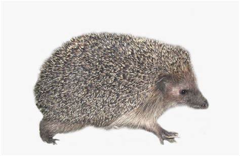 Ёжик На Прозрачном Фоне, HD Png Download - kindpng Картинка - Ёжик На Прозрачном Фоне, HD Png Download - kindpng