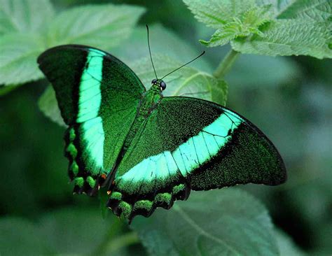 You Can Have Answers Green Butterfly Butterfly Inspiration Butterfly