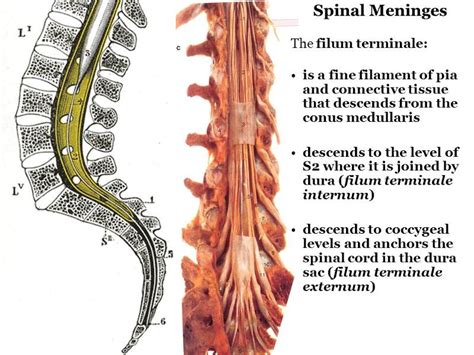 Conus Medullaris Anatomy