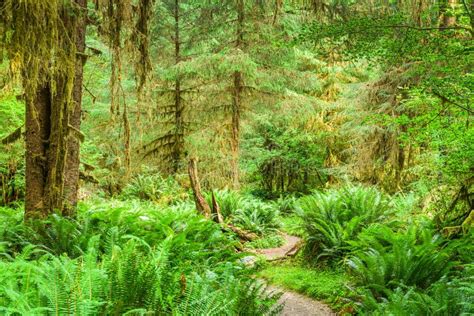 Hoh Rainforest At Olympic National Park Washington Usa Stock Image