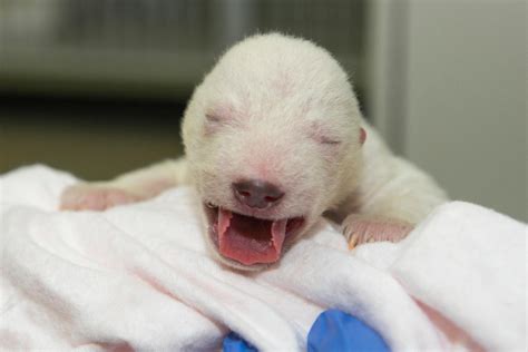 Newborn Polar Bear Cub Pulled From Mother Den Still Alive Healthy Wtte