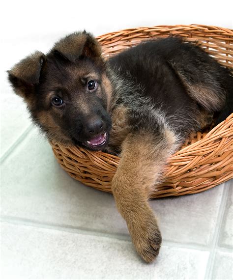 If you do not have experience working with dogs, enroll in obedience classes and. German Shepherds Puppies: Behavior Characteristics to ...
