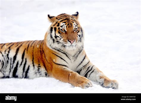 Beautiful Wild Siberian Tiger On Snow Stock Photo Alamy